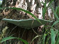 Ganoderma applanatum image