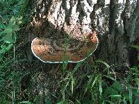 Ganoderma applanatum image