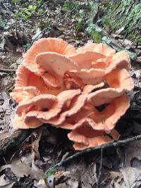 Laetiporus cincinnatus image