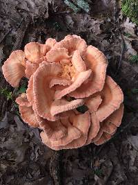 Laetiporus cincinnatus image