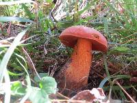 Boletus erythropus image