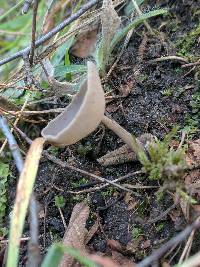 Helvella macropus image