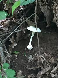 Amanita bisporigera image