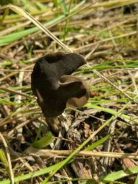 Helvella crispa image