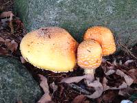 Amanita muscaria var. guessowii image