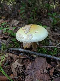 Amanita phalloides image