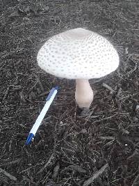 Leucoagaricus americanus image