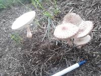 Leucoagaricus americanus image