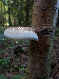 Piptoporus betulinus image