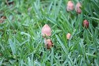 Chlorophyllum molybdites image