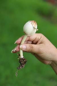 Chlorophyllum molybdites image