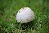 Chlorophyllum molybdites image