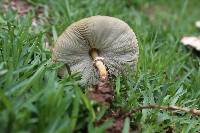 Chlorophyllum molybdites image