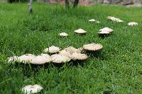 Chlorophyllum molybdites image