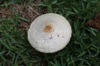 Chlorophyllum molybdites image