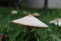 Chlorophyllum molybdites image