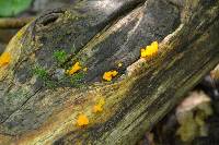 Dacrymyces chrysospermus image