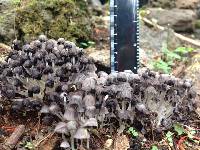 Coprinellus disseminatus image