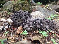 Coprinellus disseminatus image