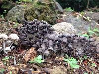 Coprinellus disseminatus image