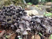 Coprinellus disseminatus image