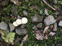 Lycoperdon perlatum image