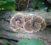 Trametes versicolor image