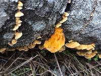 Tremella aurantia image