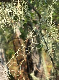 Ramalina menziesii image