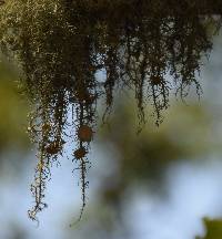 Usnea intermedia image