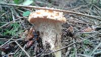 Gomphus floccosus image