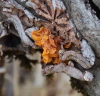 Tremella aurantia image