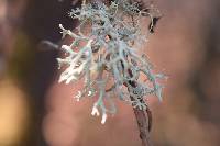 Evernia prunastri image