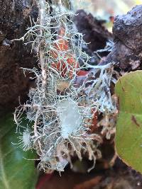 Usnea intermedia image