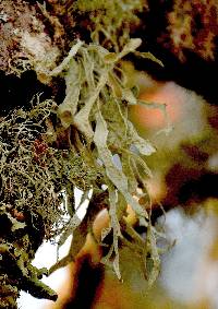 Ramalina leptocarpha image