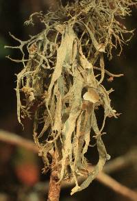 Ramalina leptocarpha image