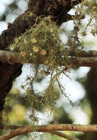 Usnea intermedia image