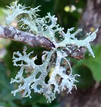 Evernia prunastri image