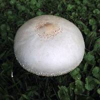 Chlorophyllum molybdites image