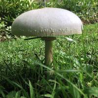 Chlorophyllum molybdites image