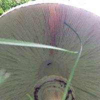 Chlorophyllum molybdites image