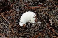 Russula brevipes image