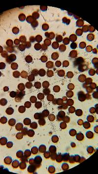 Elaphomyces muricatus image