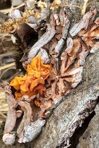 Tremella aurantia image