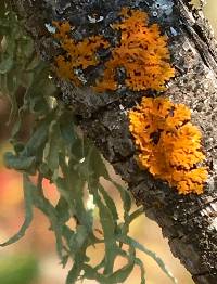 Ramalina leptocarpha image