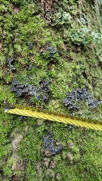 Pseudocyphellaria haywardiorum image