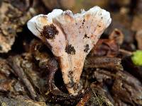 Stereopsis hiscens image