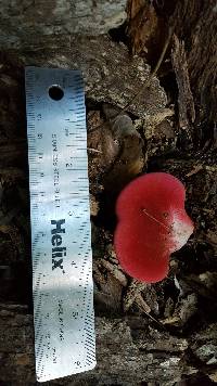 Fistulina hepatica image