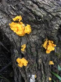 Tremella mesenterica image