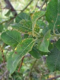 Image of Clinoconidium farinosum